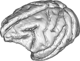 Macaque brain