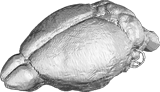 Mouse brain