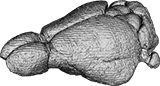 Opossum brain